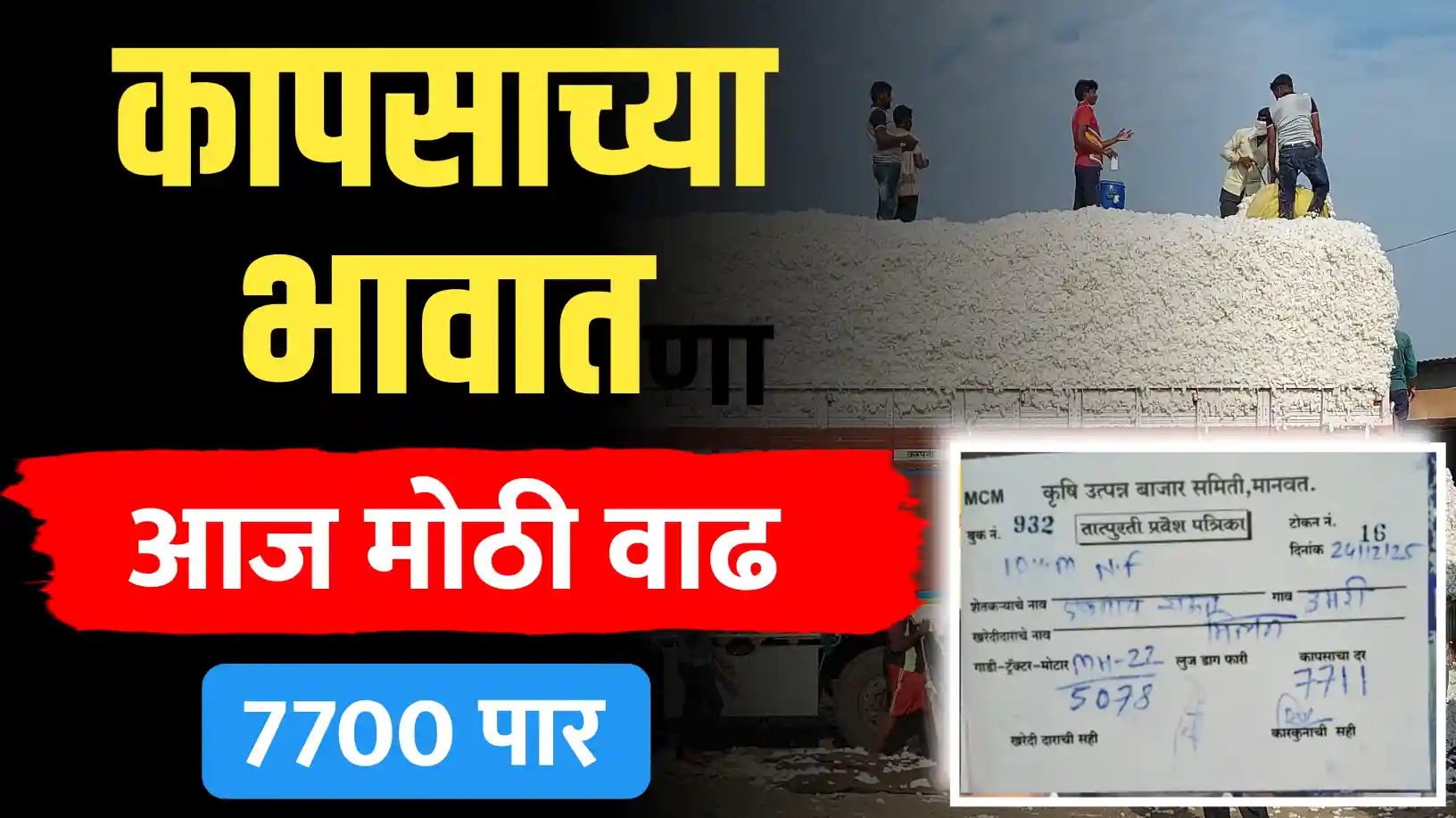 मानवतमध्ये कापसाच्या